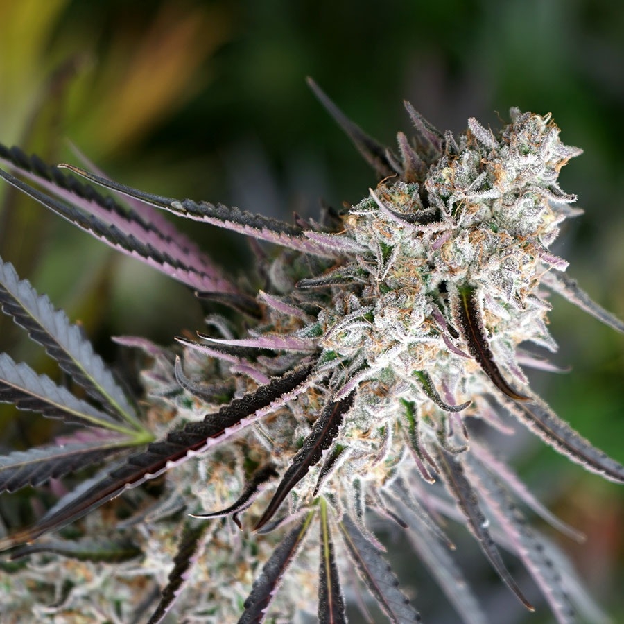 Peanut Butter Breath FAST - Humboldt Seed Organization