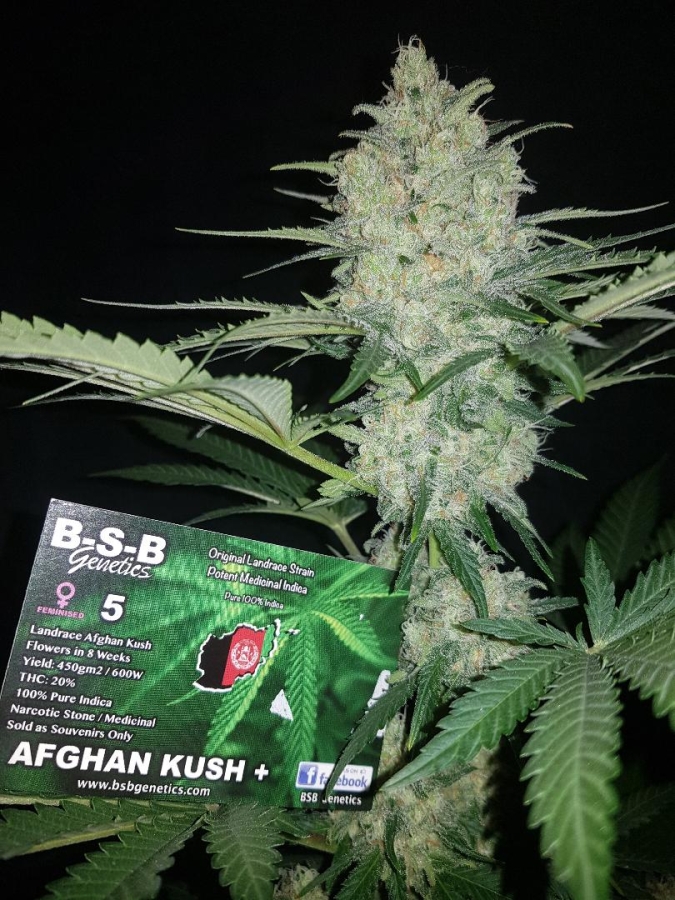 Afghan Kush + - BSB Genetics