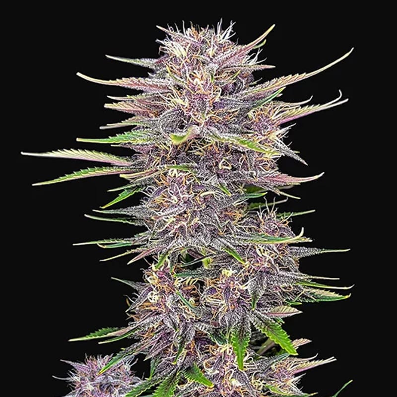 Banana Purple Punch | Autoflowering