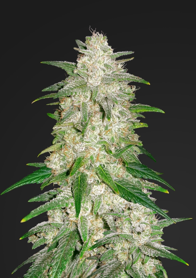 Gelato Auto - FastBuds