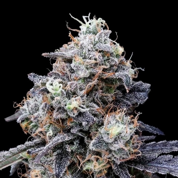 MacMelon Auto - DNA Genetics