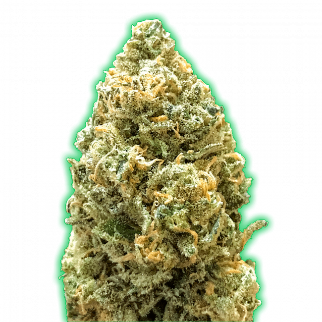 Monster Bruce Banner Auto - Monster Genetics