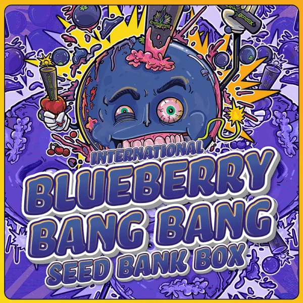 Blueberry Bang Bang Box - Exotic Genetix Seeds