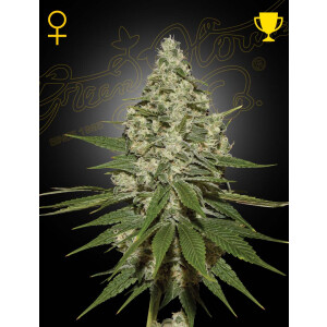 GHSC Super Lemon Haze Fem. 3St.