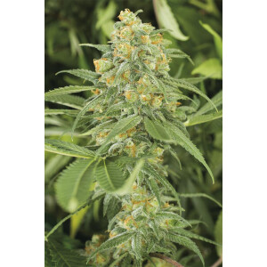 Humboldt Seeds Green Crack Fem. 3St.