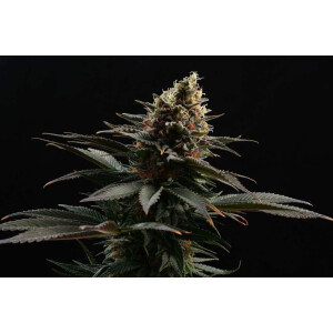 Kannabia Sativa Dream Fem. 3St.