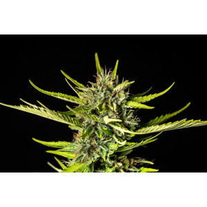 Kannabia Strawberry Haze Auto Fem. 3St.