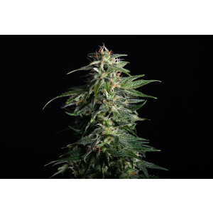 Kannabia Swiss Dream Auto CBD Fem. 3St.