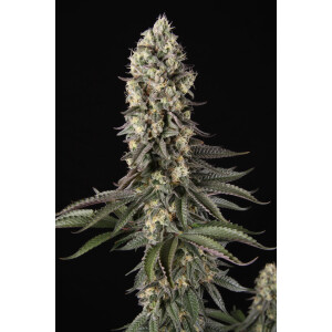 Paradise Seeds El Dorado OG Fem 3St.