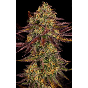 Paradise Seeds Tangerine Sorbet Fem 3St.