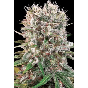 Paradise Seeds Wappa Fem 3 St.