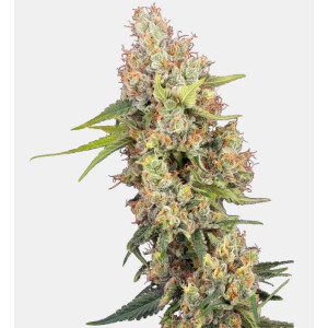 Sensi Seeds Mandarine Punch Fem. 3St.