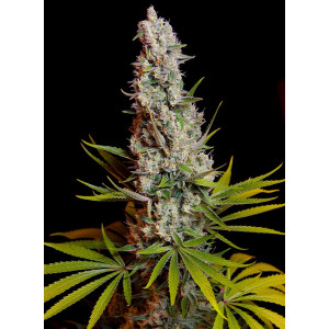 Sweet Seeds Sweet Cheese Fem 3St.