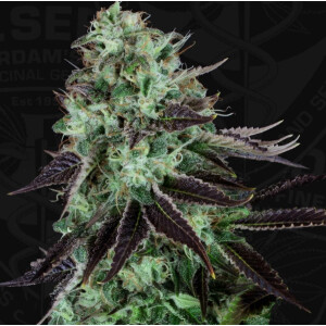 T.H. Seeds Darkstar Reg. 5St.