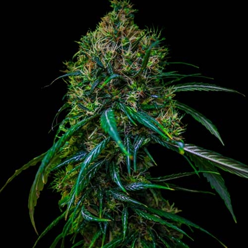 Blue Dream - Spliff Seeds