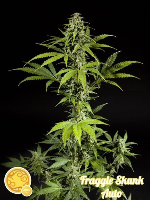 Fraggle Skunk Auto - Philosopher Seeds