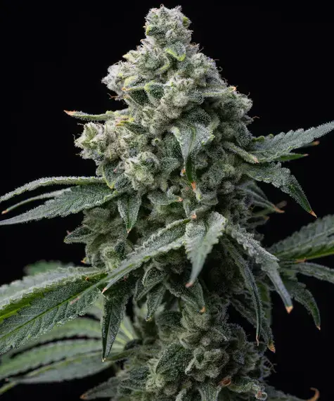 Bruce Banner - Barney's Farm