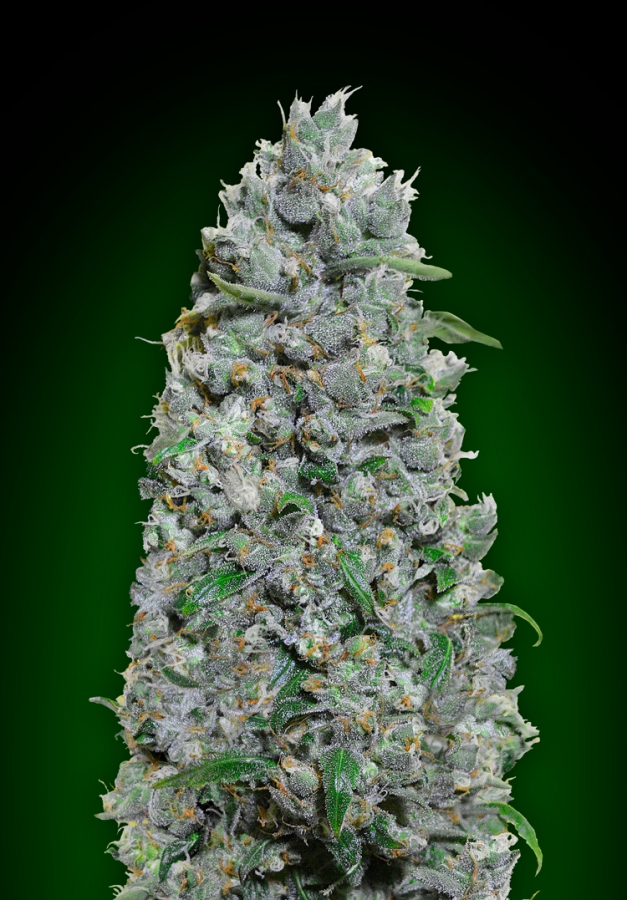 Auto Afghan Mass XXL - 00 Seeds
