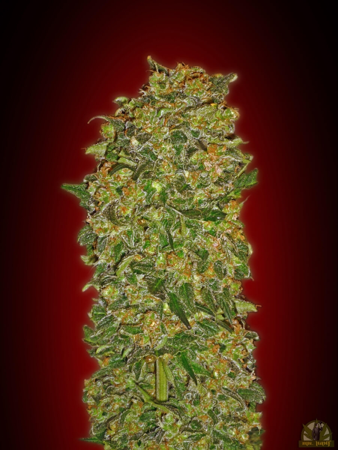 Chocolate Kush - 00 Seeds