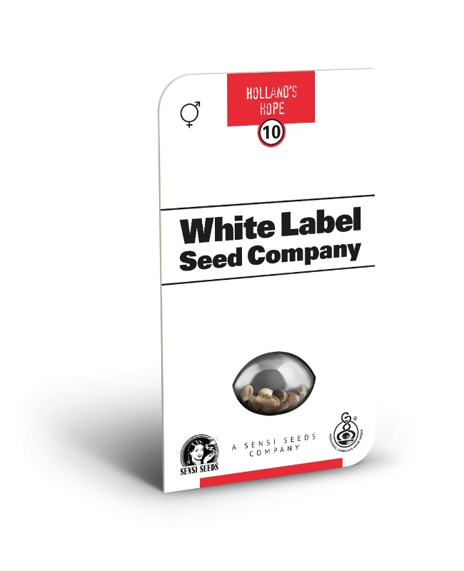 Hollands Hope regulär - White Label Seeds