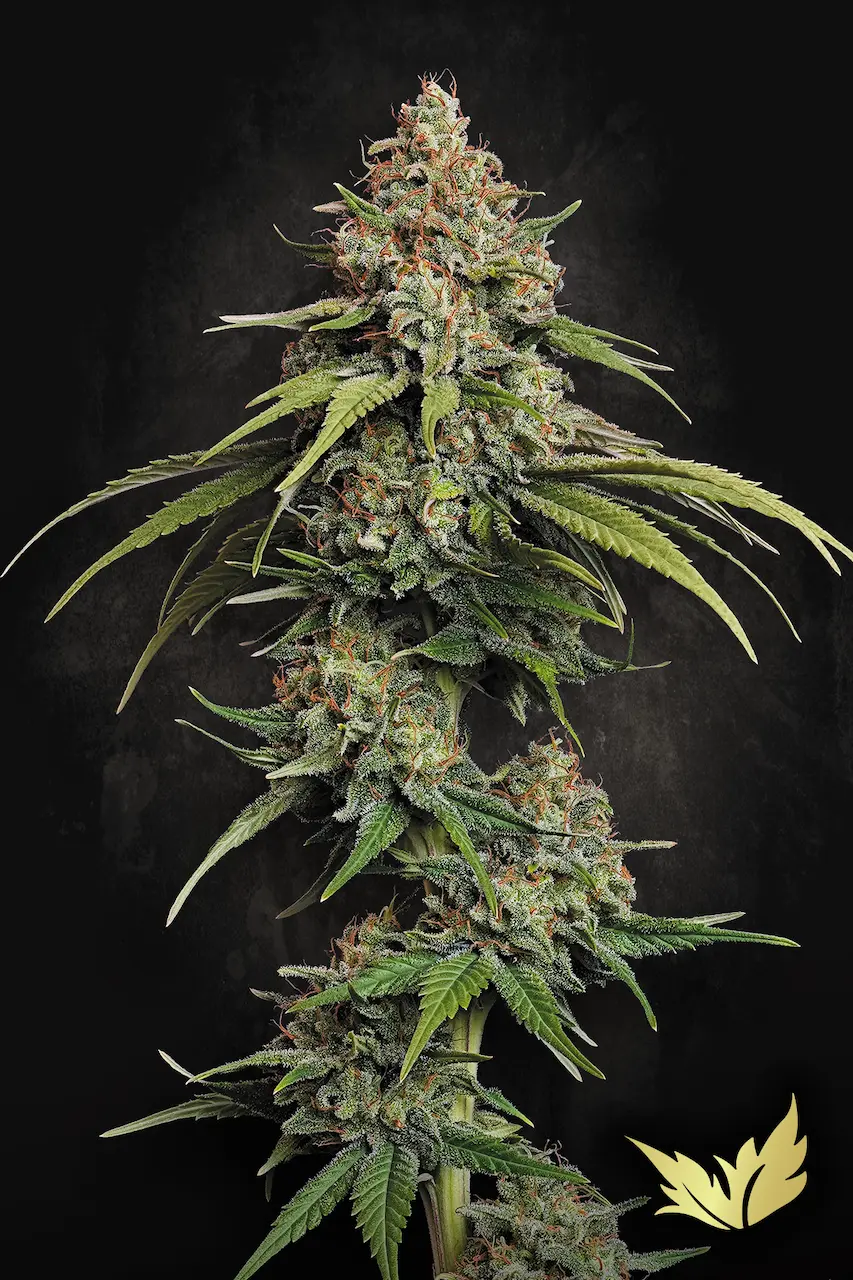 L.A. Amnesia