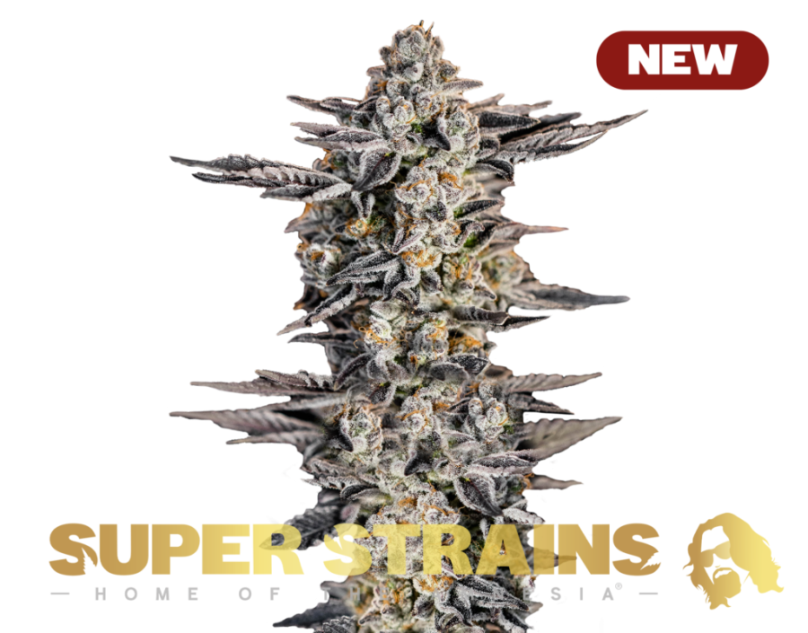 #GG4 (Gorilla Glue) - Super Strains