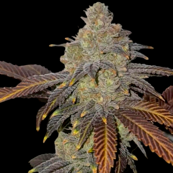 24k Tangie - BSB Genetics