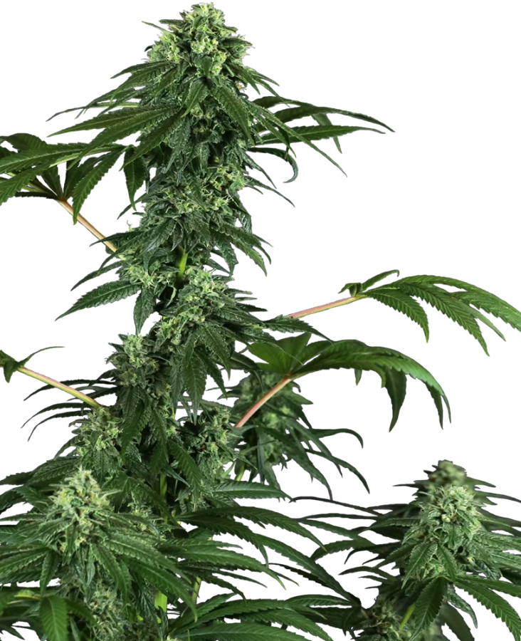 420 Punch - Sensi Seeds