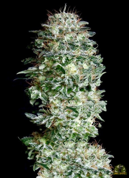 Absolute Herer - Absolute Cannabis Seeds