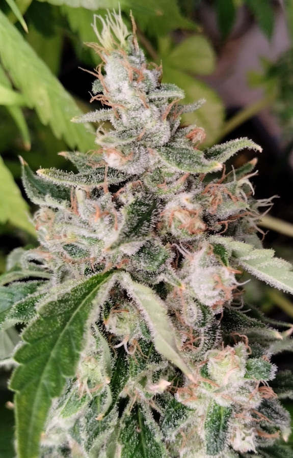 Afghan Skunk - Advanced Seeds