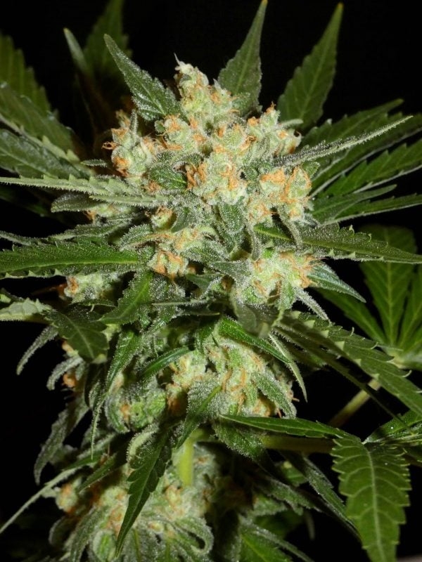 Aladdin’s Skunk Reg. - Khalifa Genetics