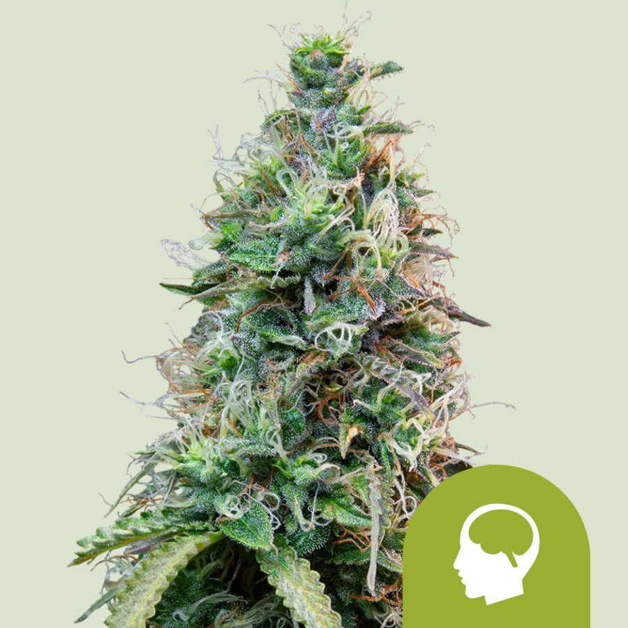 Amnesia Haze Automatic - Royal Queen Seeds