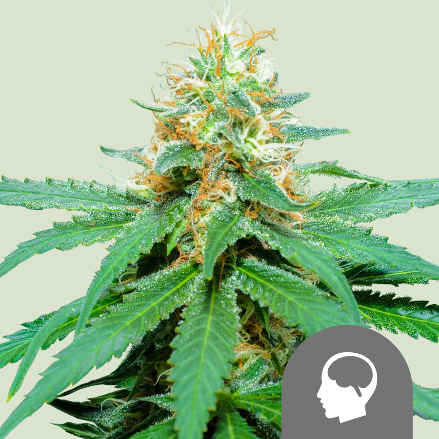 Amnesia Haze Reg. - Royal Queen Seeds