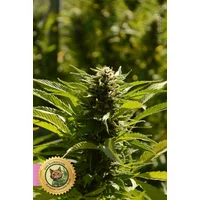 Peanut Butter Breath