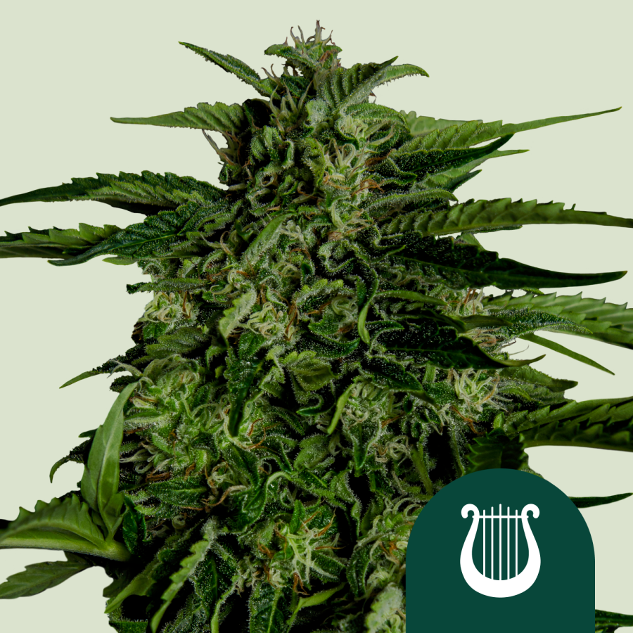 Apollo F1 Auto - Royal Queen Seeds