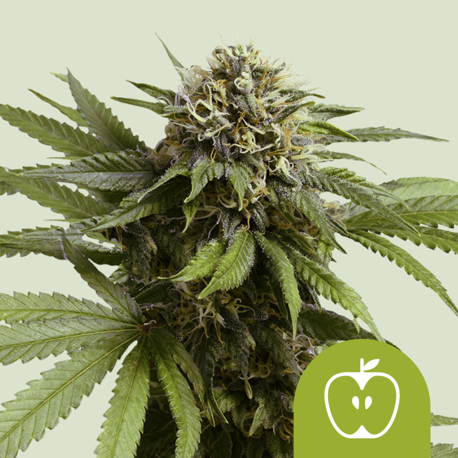 Apple Fritter Automatic - Royal Queen Seeds