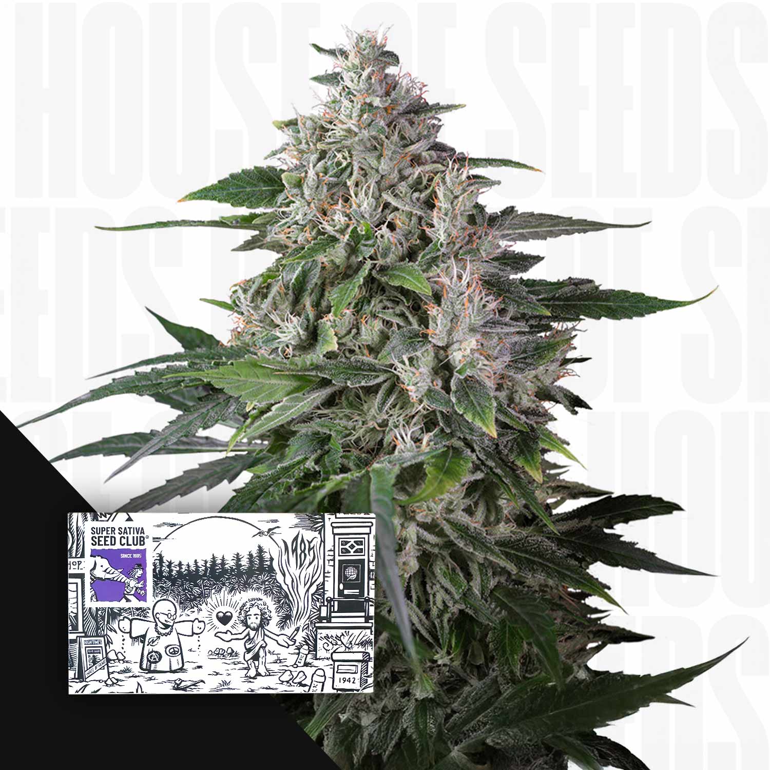 Karels Haze