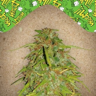Auto Speed Bud - Female Seeds