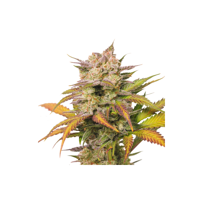 Auto Sweet Bourbon Kush - Super Sativa Seed Club