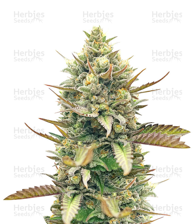 GG4 Sherbet Fast Flowering (Fast Buds)