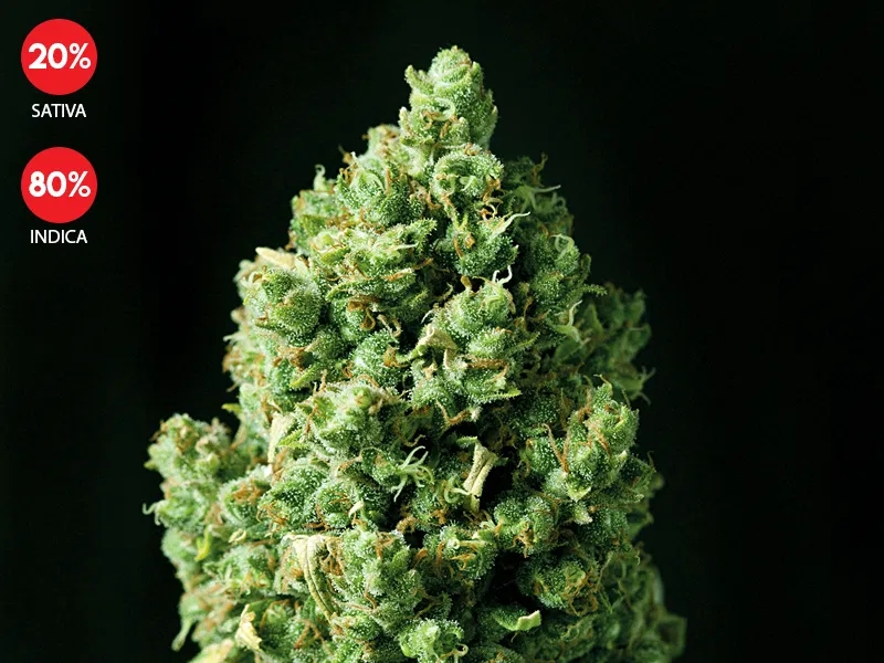 Auto Critical - Exclusive Seeds