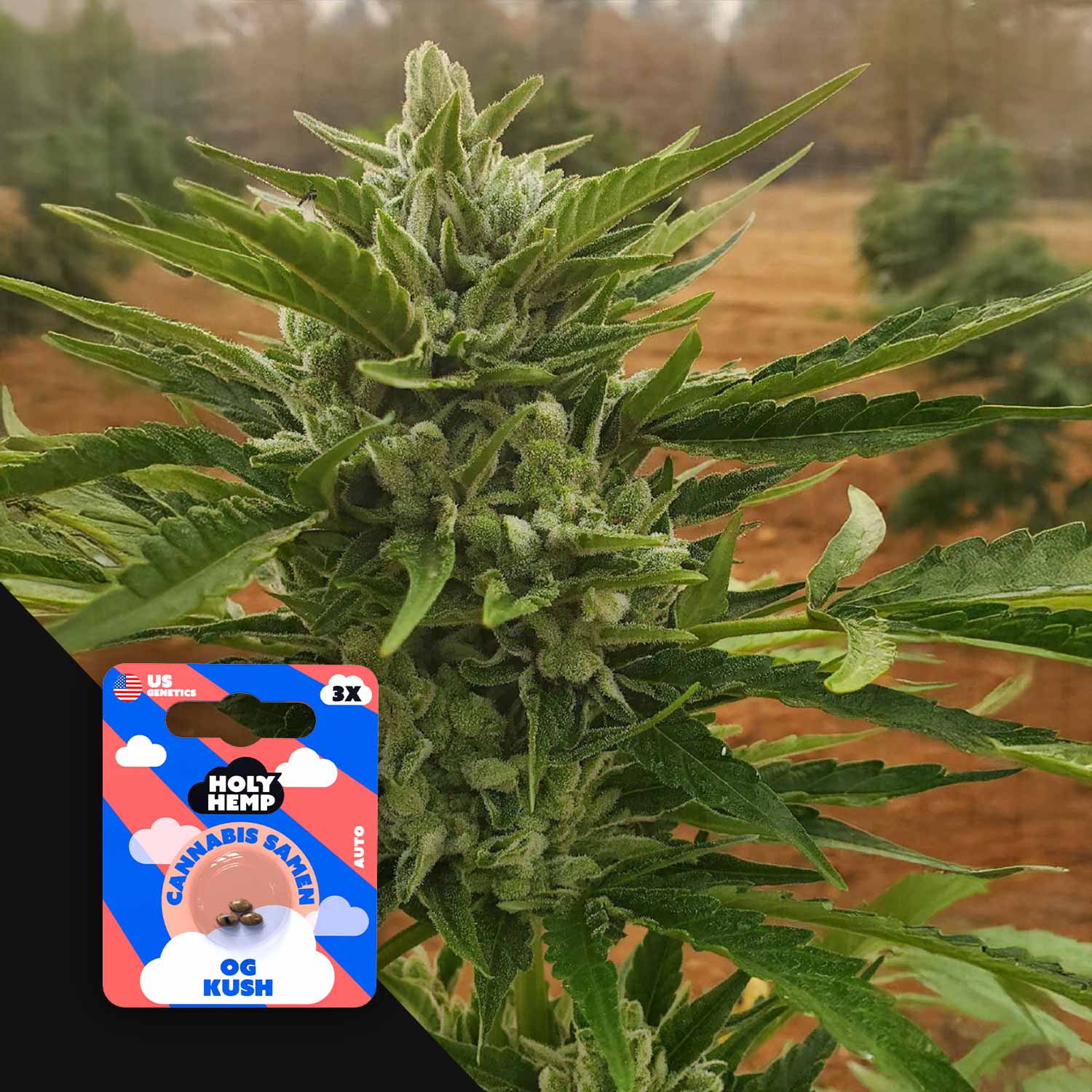 Kush