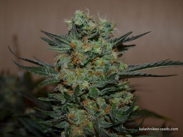 Baikal Express - Kalashnikov Seeds