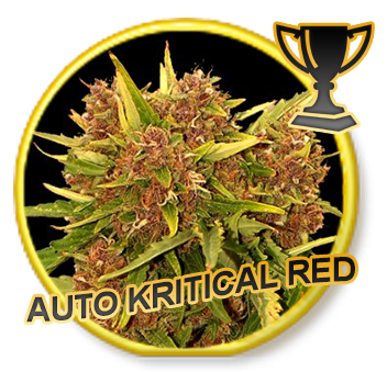 Auto Kritical Red - Mr. Hide Seeds
