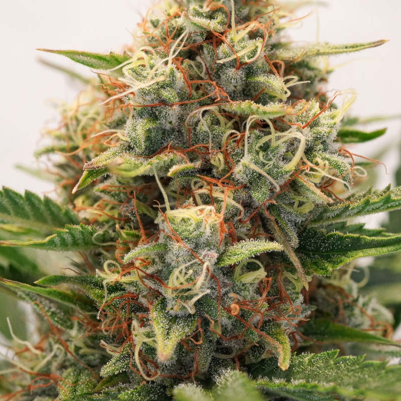 Auto MAC #1 - Dutch Passion