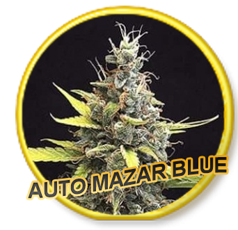 Auto Mazar Blue - Mr. Hide Seeds