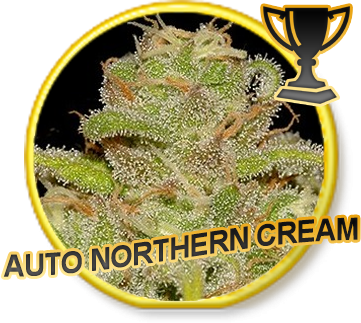 Auto Northern Cream - Mr. Hide Seeds