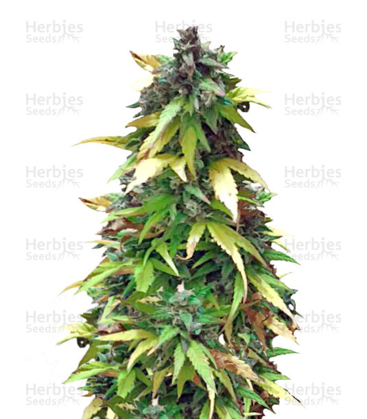 Critical Impact (Vision Seeds) Cannabis-Samen