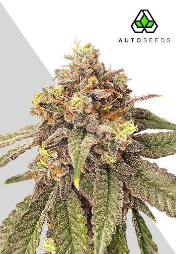 Auto Pink Runtz - Auto Seeds