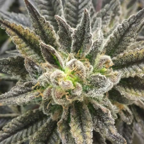 Best Friend OG regulär - Jinxproof Genetics